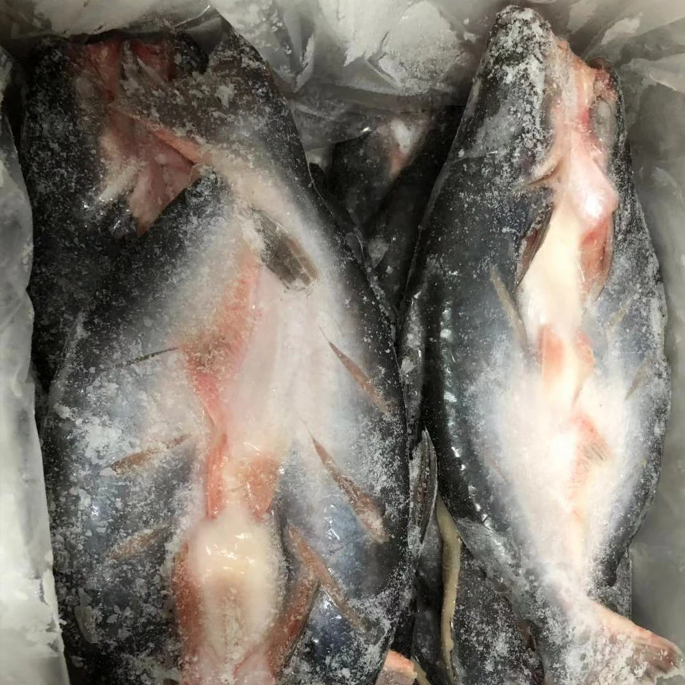
STOCK BASA FISH VIETNAM FOR EU MARKET FROM MANUFACTURER WITH GOOD QUALITY AND FACTORY PRICE 