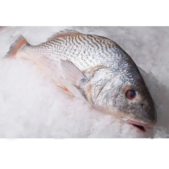 Yellow Croaker Fish For Sale Wholesale Online Cheap Manufacturers Supplier Fresh Seafood Frozen Yellow Croaker