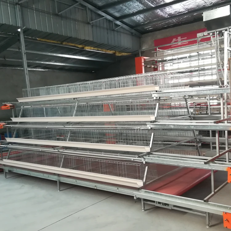automatic layer chicken cage with automatic manure removal system