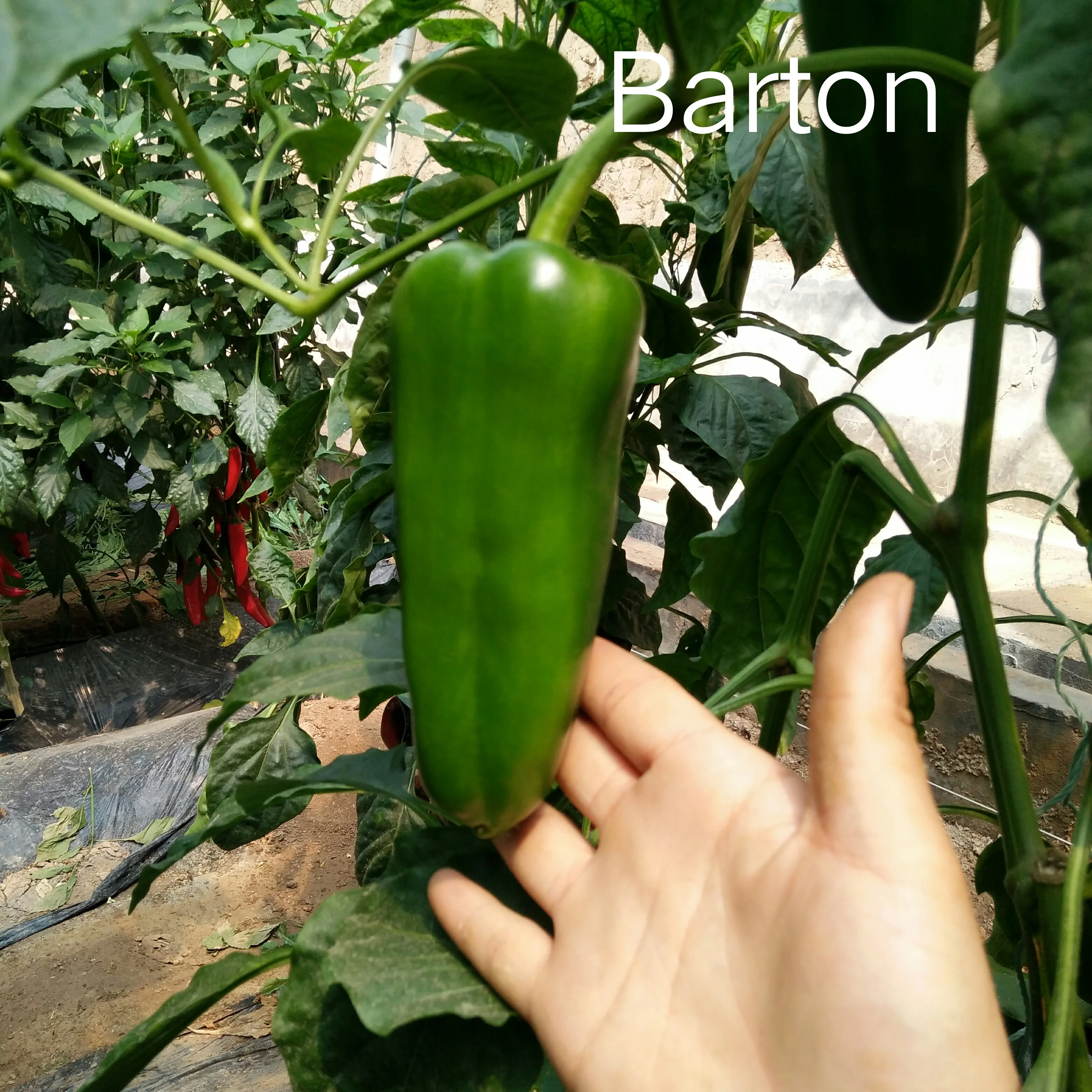 BARTON F1 good fruit setting hot hybrid chilli seeds f1