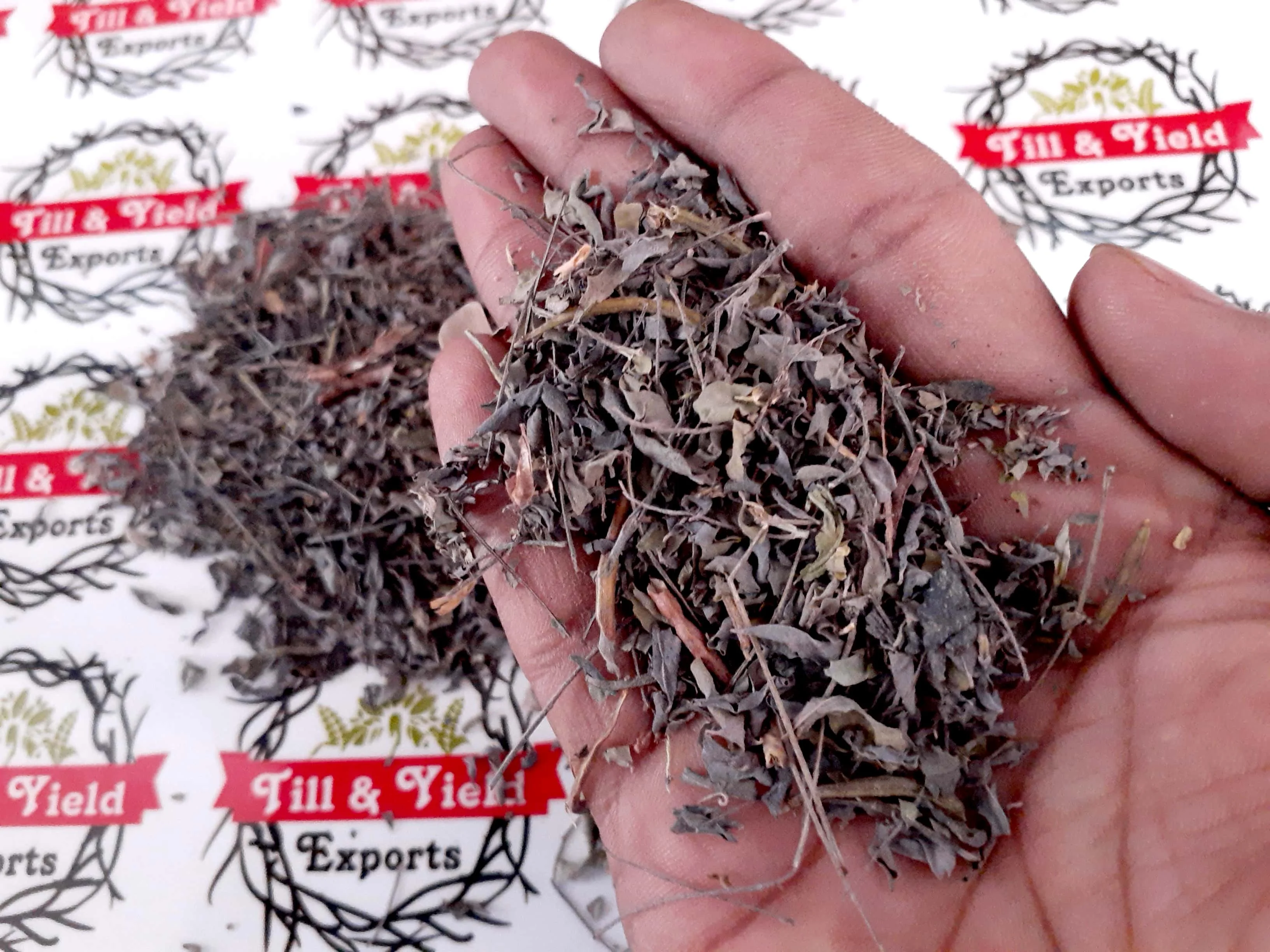 Export Quality Herb Indigo/ Indigo Tinctoria/Asian Indigo Promotes Hair Quality Solve Hair Problems