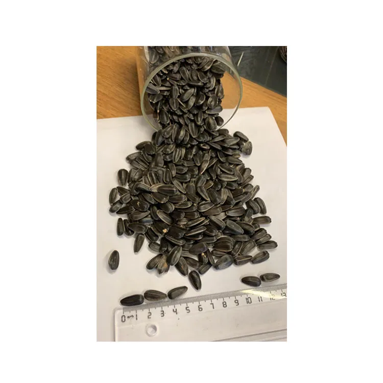 Jumbo Black High Quality Big Size New Crop Black Sunflower Seeds Bulgarian Origin Packaging Wholesale