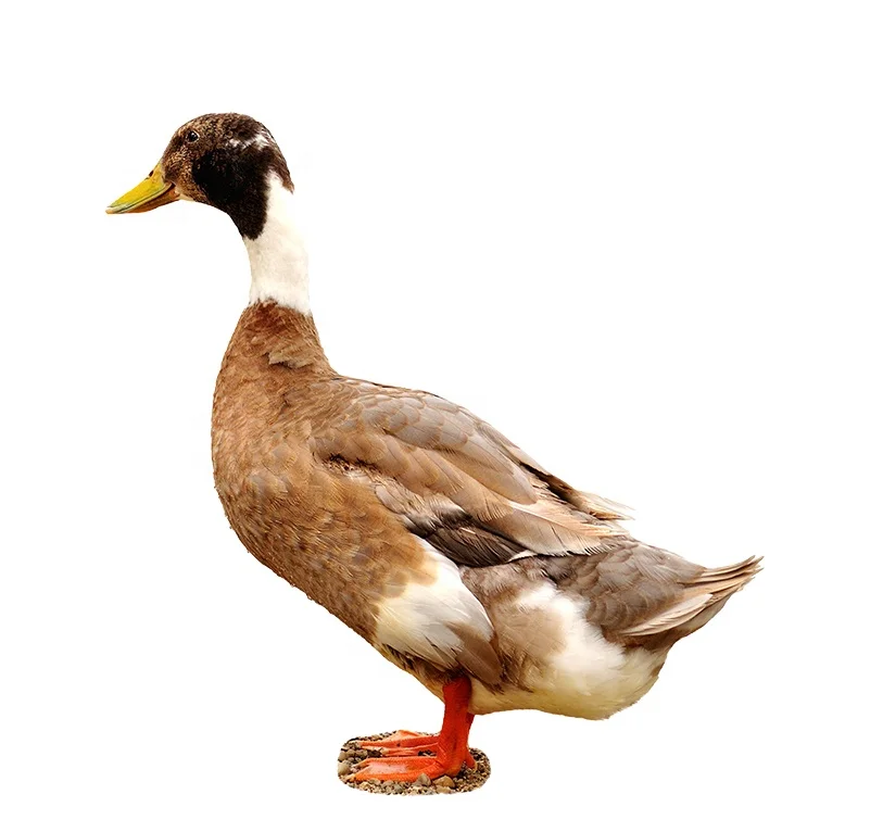 It Can be Safely Used to Fill Household Textiles with Healthy and Environmentally Friendly 2-4cm Gray Duck Feathers