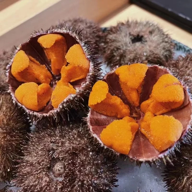 High quality best price fresh premium food  fresh frozen seafood products sea urchin