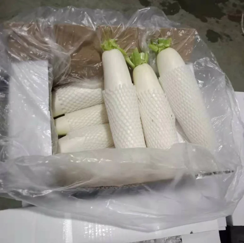 Natural white radish supply fresh vegetables China export price