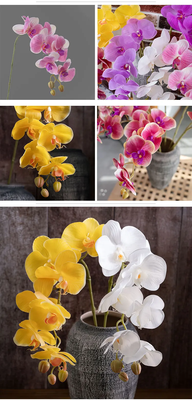 5 Ranunculus MW18904.jpg