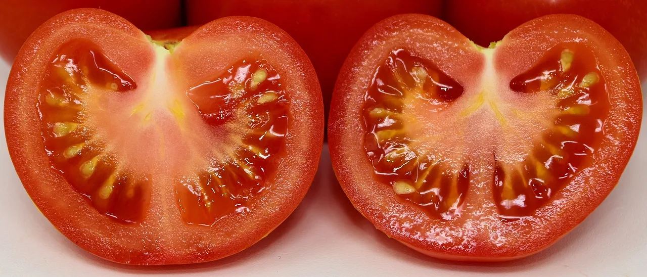 Indonesia HOT sell Fresh Tomato sweet  Natural red  Best quality wholesale fresh tomatoes organic