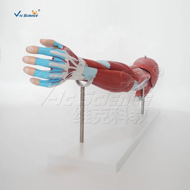 human arm muscle anatomical teaching model human arm anatomy medical model