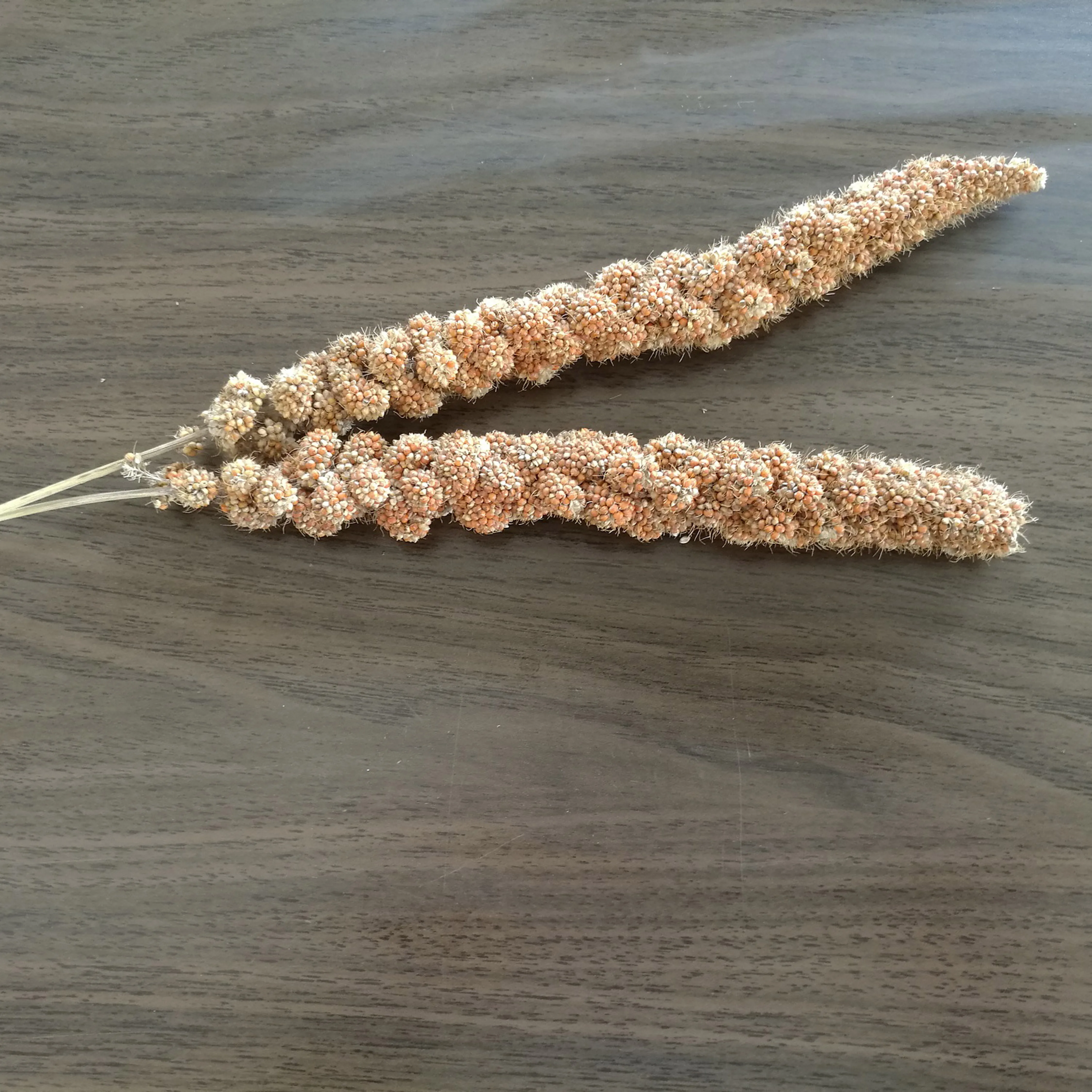 Китайский спрей для кормления зерен желтого проса для продажи