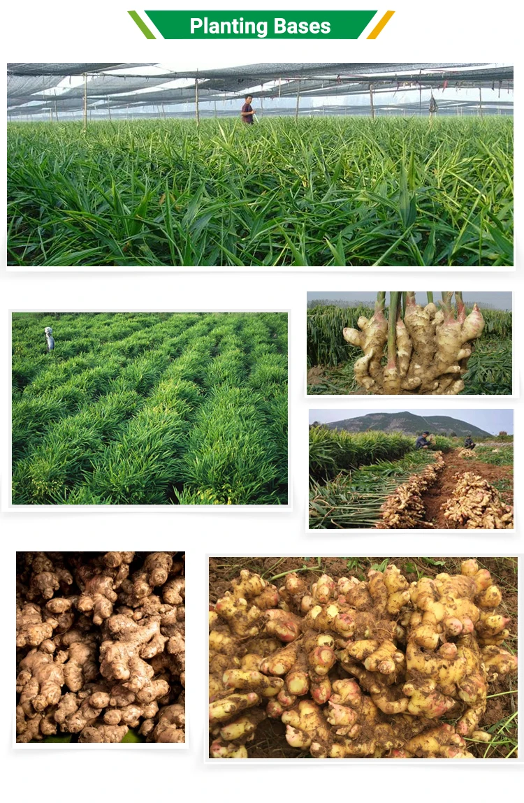 
The origin is high quality and pure natural young ginger 