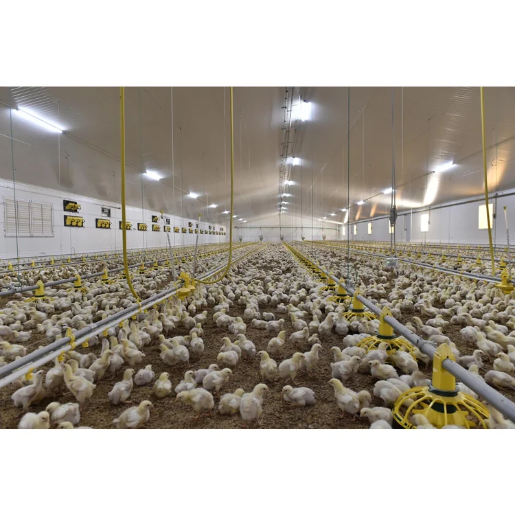 2024 China High Quality Modern Broiler Equipment Poultry Shed Design Chicken Farm Steel Structure