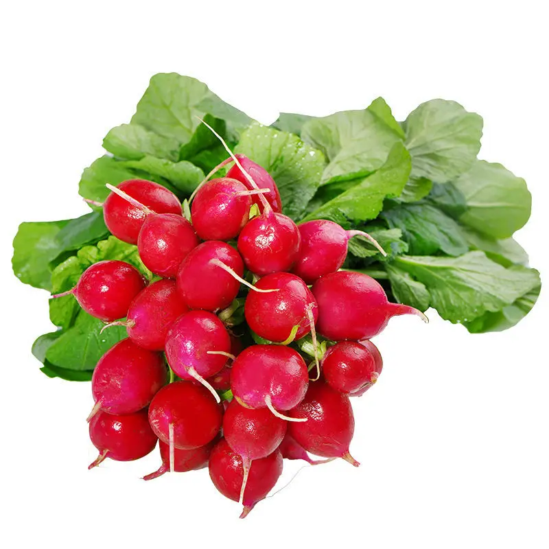 Pickable Soak Radish Natural organic vegetable Fresh Round Cherry Radish