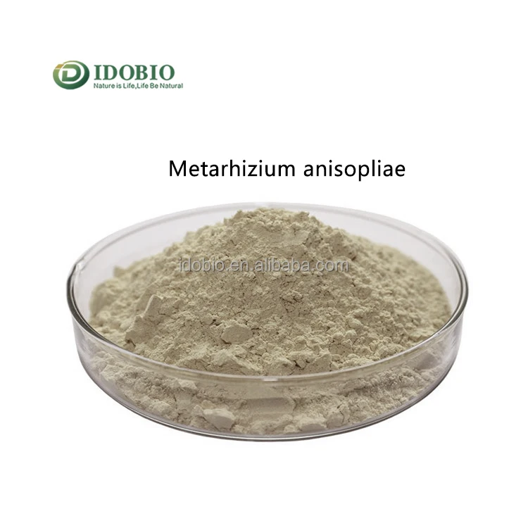 
Biological pesticide Metarhizium anisopliae/metarhizium/TAR CAS67892-13-1 