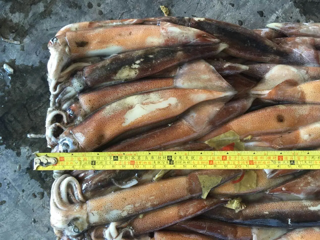 Illex Дил Аргентина морепродукты замороженный иллекс кальмар 150-250 г кальмары сушеные лигого для Таиланда приманка