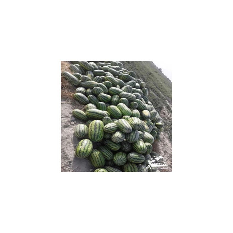 Exporter hot sale Fresh sweet watermelon wholesale watermelon fruit sweet and juicy seedless watermelon
