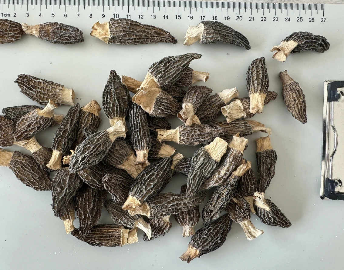 Premium Chinese morel mushrooms, base straight hair, wholesale mushrooms & truffles