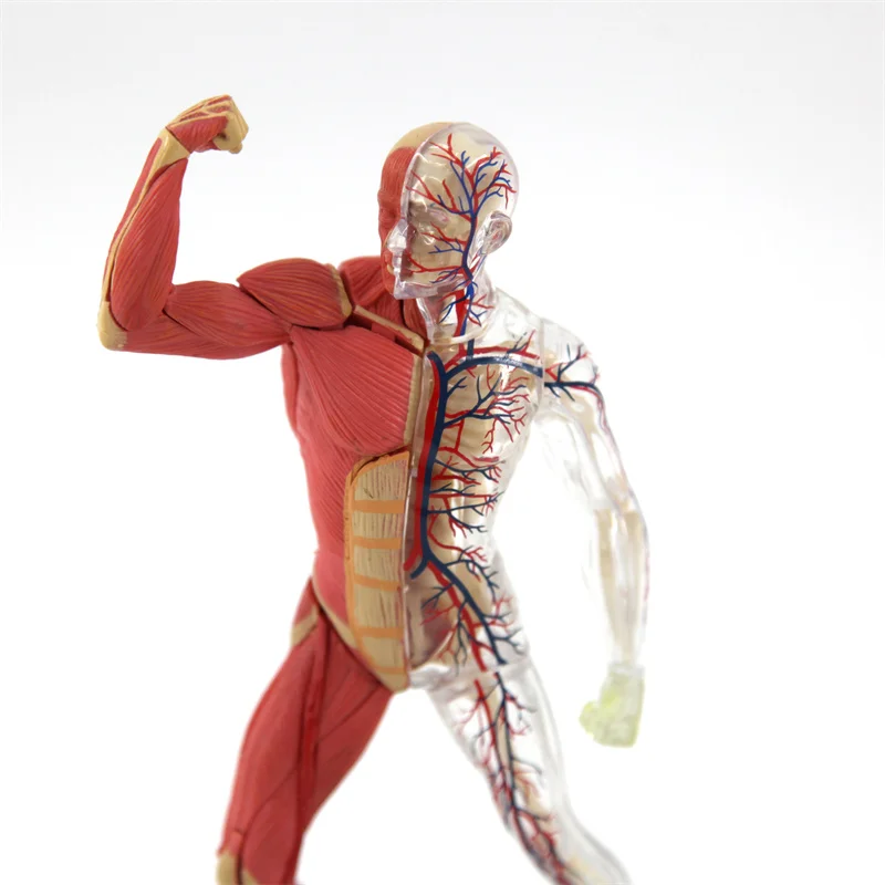 Модель человеческого туловища 4D Master mini size