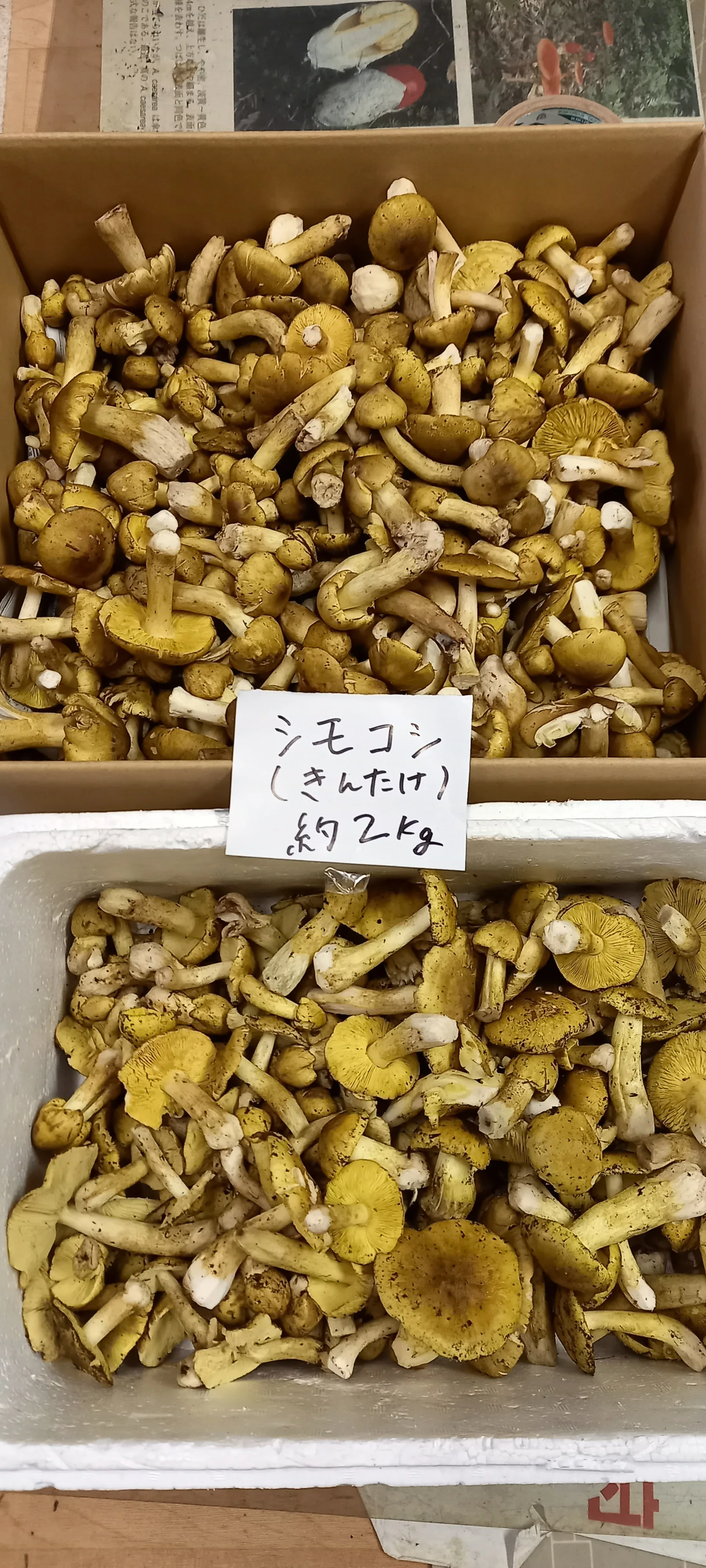 Japanese natural highest freshness wild fresh sell mushroom matsutake