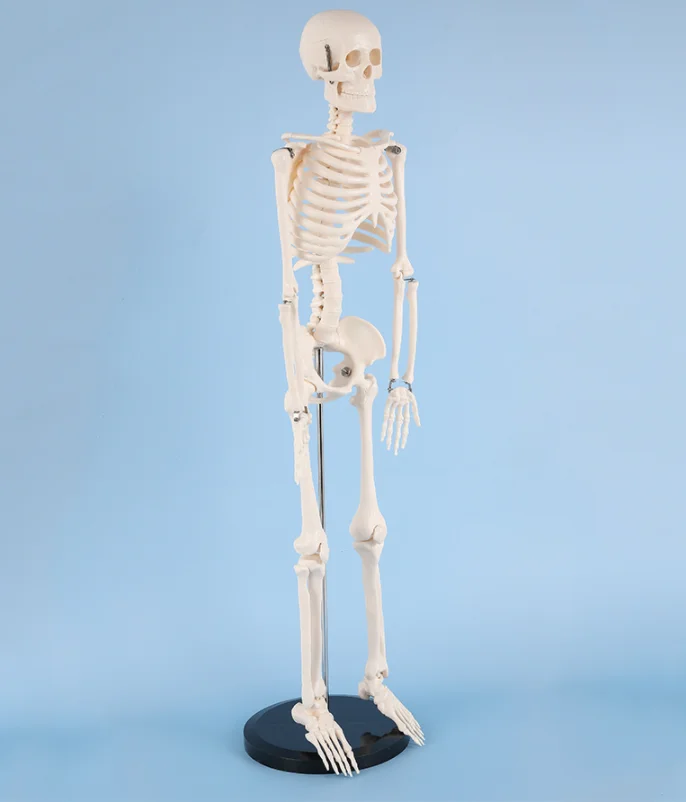 Human Skeleton Model Medical anatomy model human skeleton