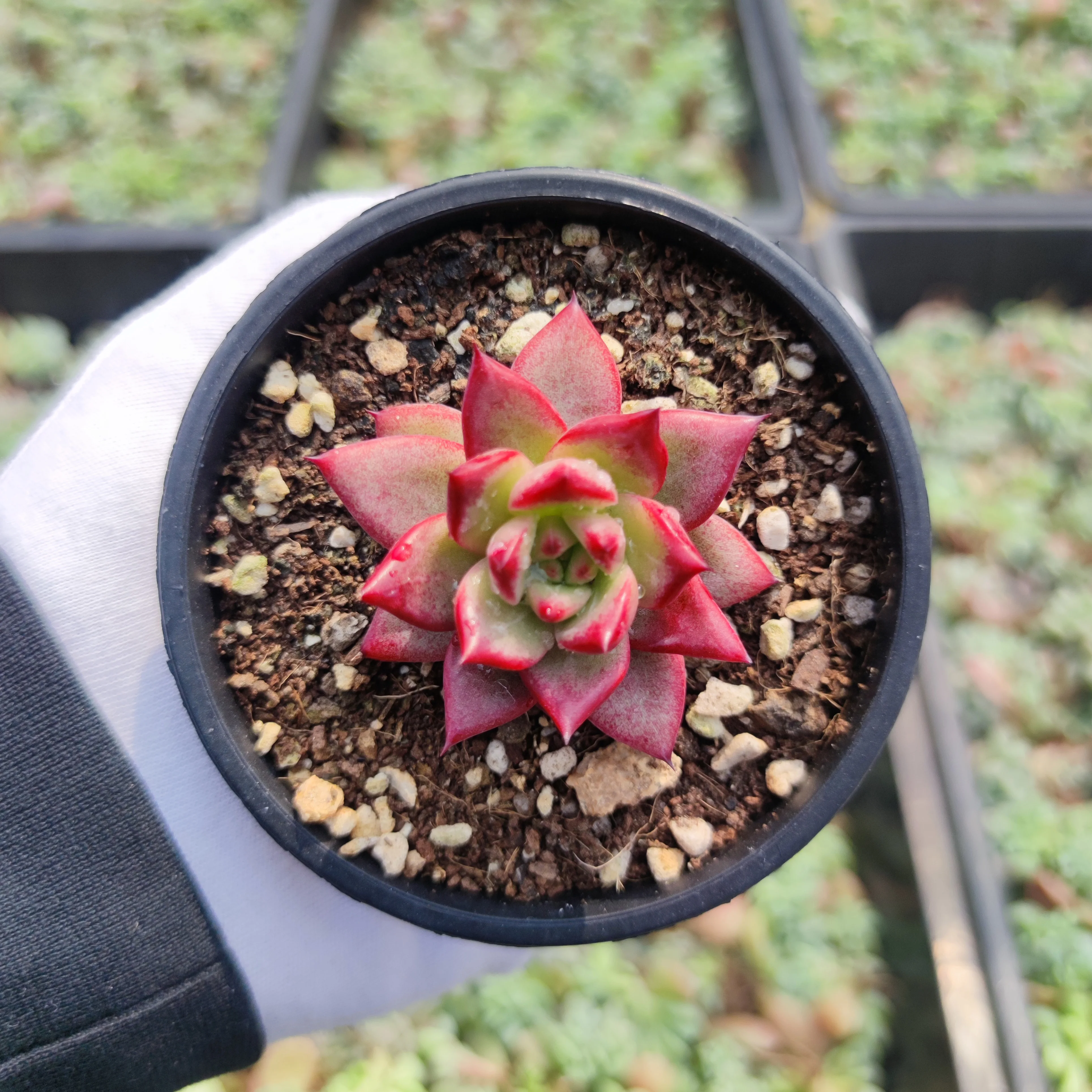 
Popular echeveria suculentas natural succulent wholesale live plants from China nursery 