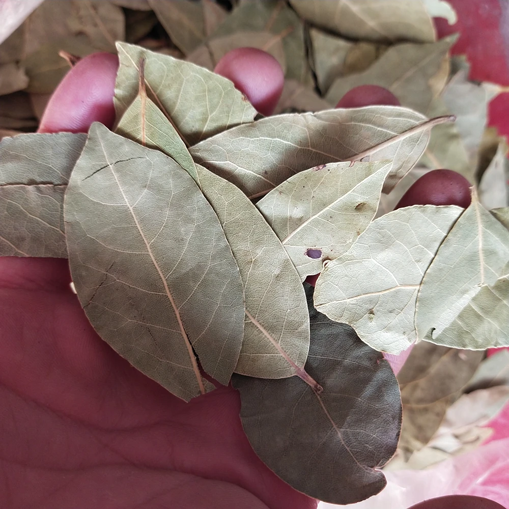 Rou Gui Ye Natural Raw Green Dried Cinnamon Leaf for Barbecue Spices