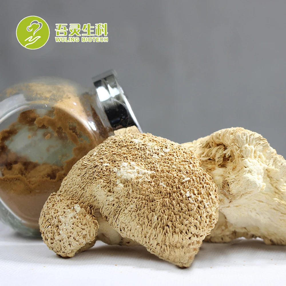 Чистый органический экстракт плодов грибы льва с 30% полисахаридами