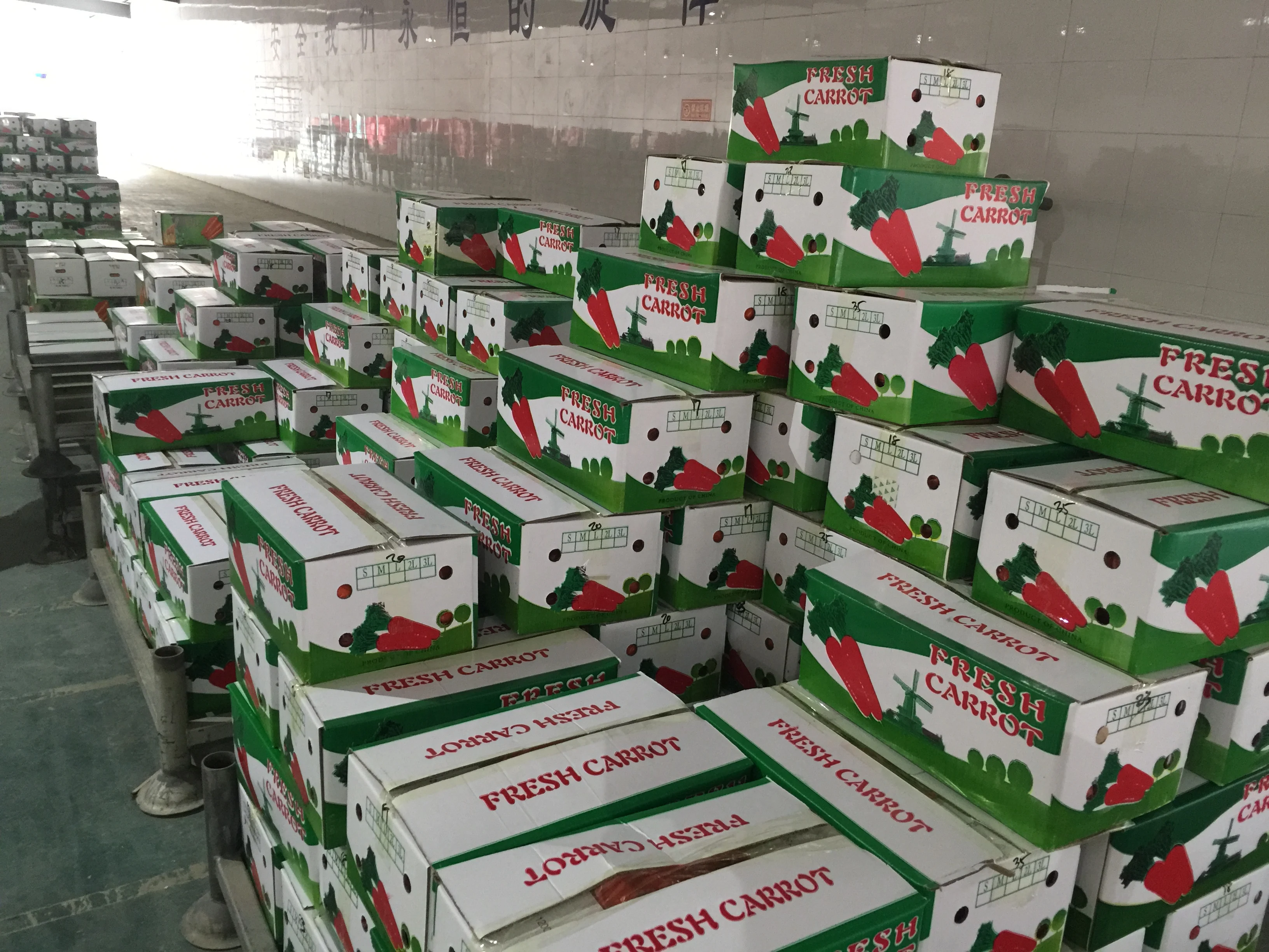 2024 new season Fresh vegetable Fruit red carrot China carrots wholesale price for fresh Indian red carrot buyer