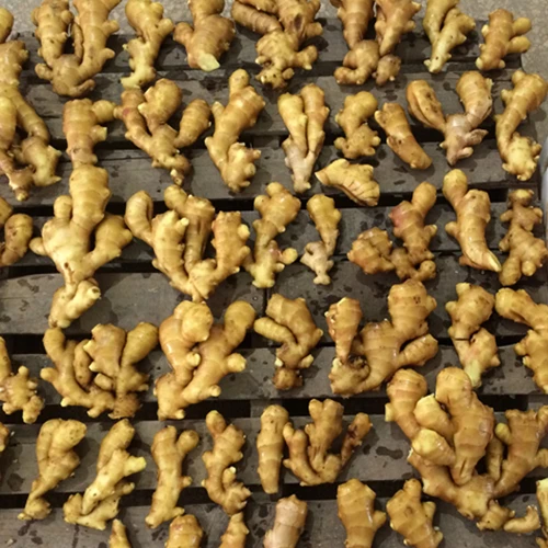 Fresh Ginger Buyers In China Good Quality Ginger Price Per Ton