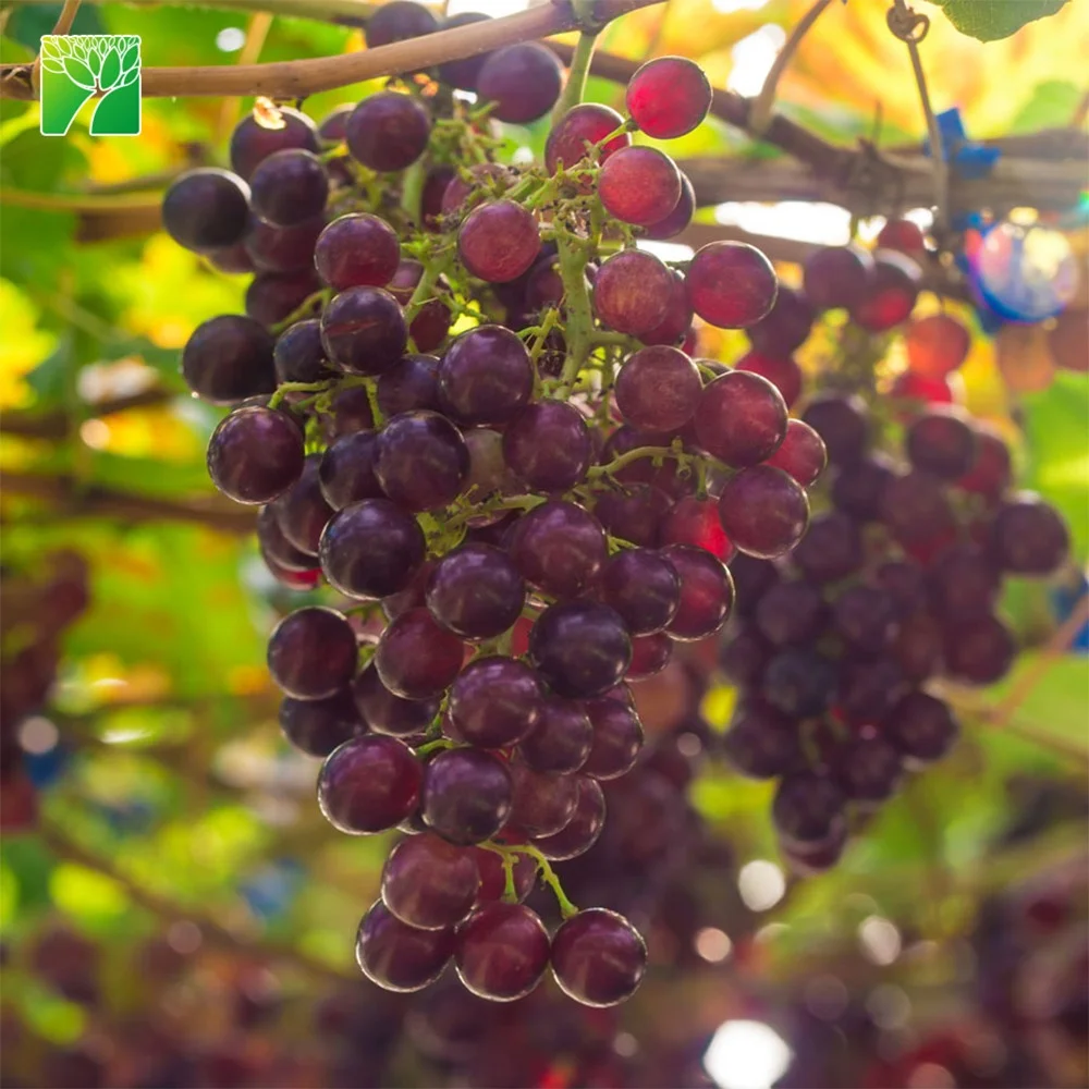 Саженцы красного винограда Vitis vinifera suffolk высотой 15-20 футов