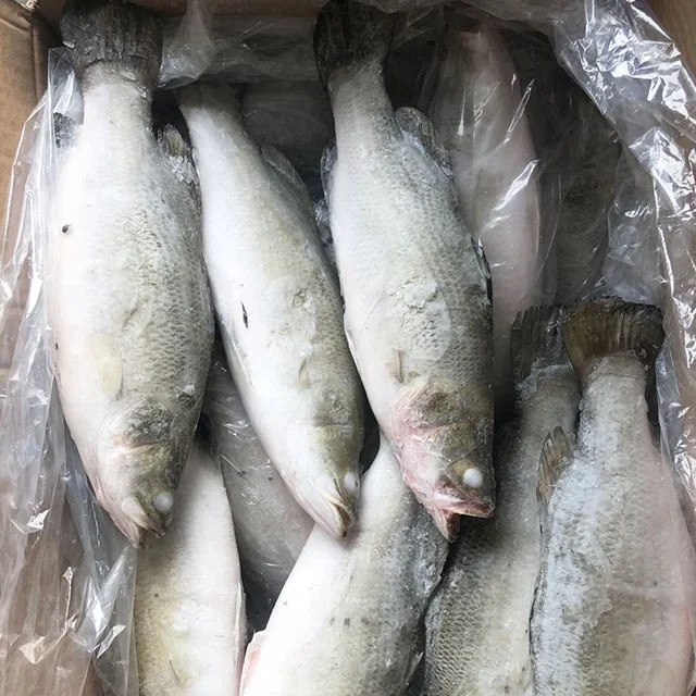 Fresh Frozen China Seabass Fish Whole sale 400-600g