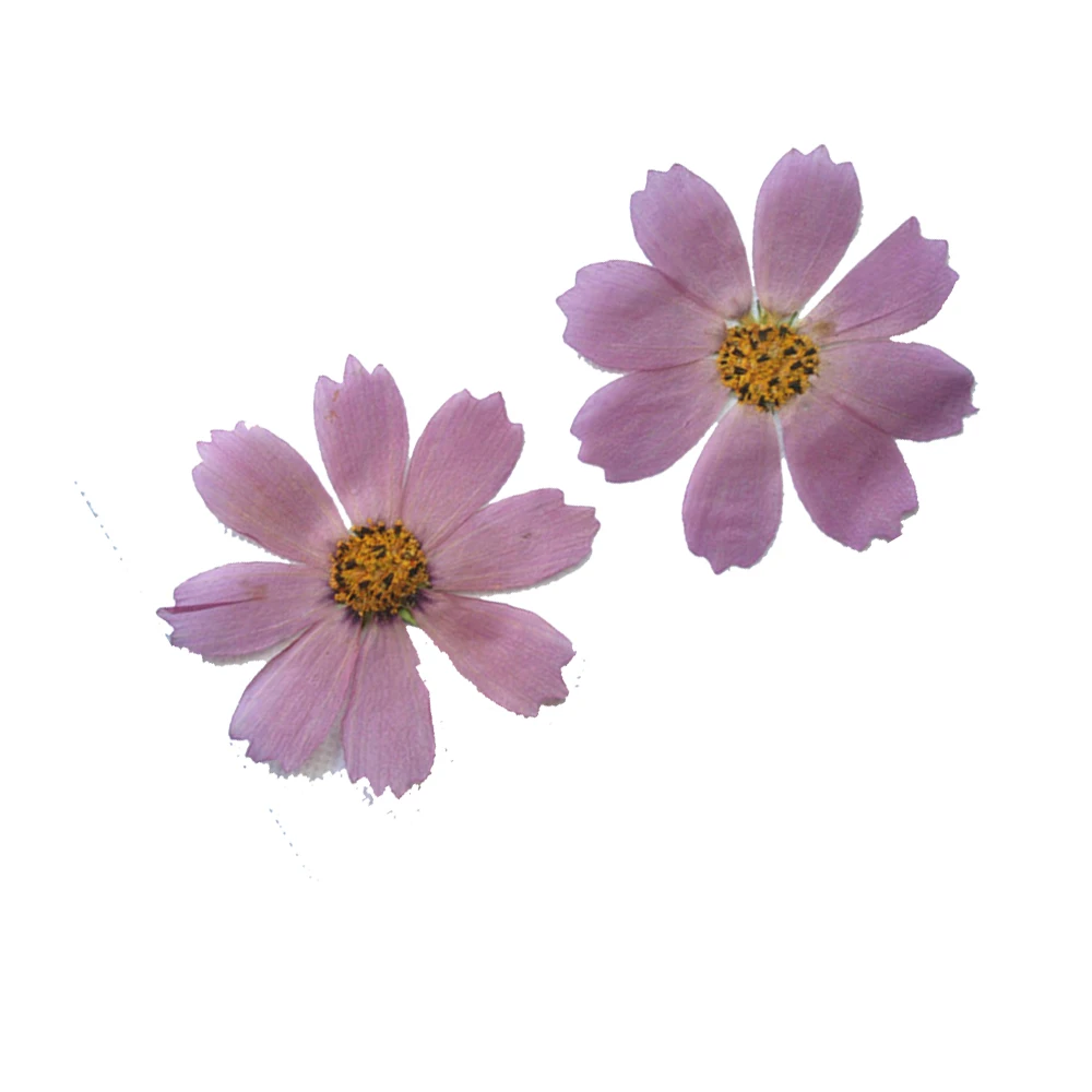 Real Dried Pressed Flower Calliopsis Cosmos Dyed Lilac with Natural heart