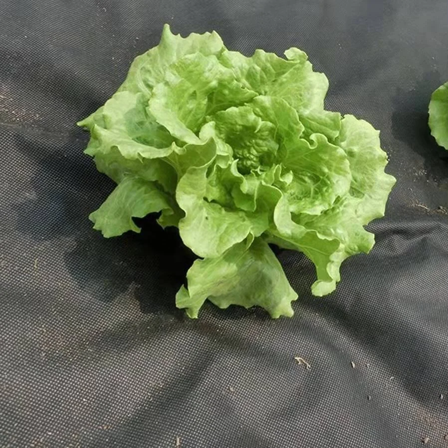 SDM 1%-4% УФ-гидрофильный полипропиленовый нетканый барьер для сорняков 100% тканевый