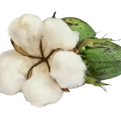 Новое поступление сертифицированный по ISO 100% хлопчатобумажная ткань экспортер из США сырого хлопка