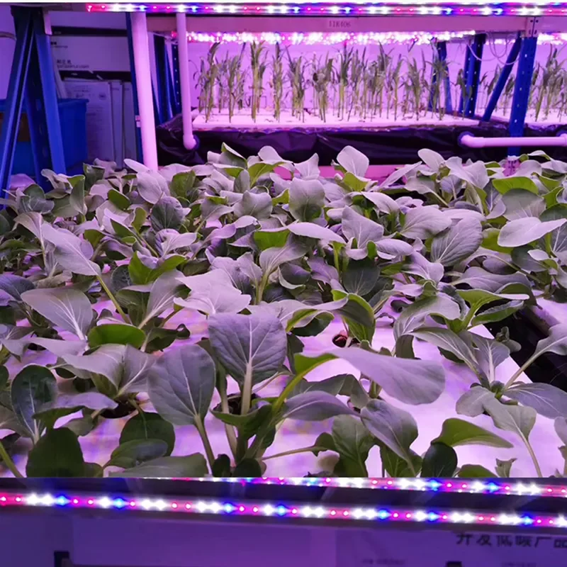 Horticulture Strip led Grow Lamp Weixinli T8 Plant Gow Lamp Greenhouse Plant Special on Plant Fill Light