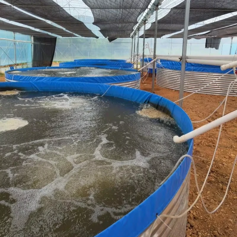 High Density &  High Quality  Aquaculture Tilapia & Shrimp Ras System  fish farming tank