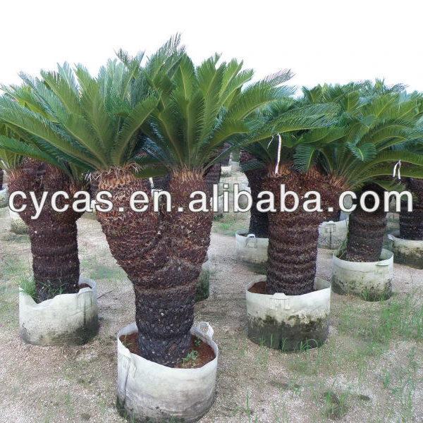 
multiheads cycas,Cycas revoluta 