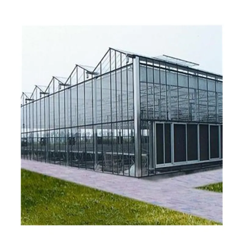  Large Multi-span Commercial Venlo Glass Greenhouse for