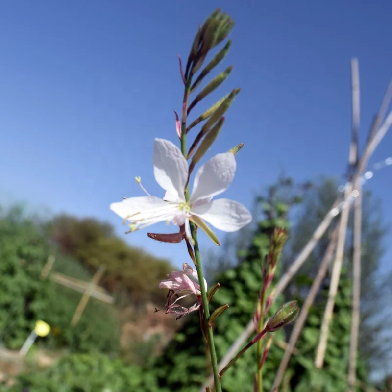 
Best selling in China Gaura lindheimeri perennial flower seeds miy 