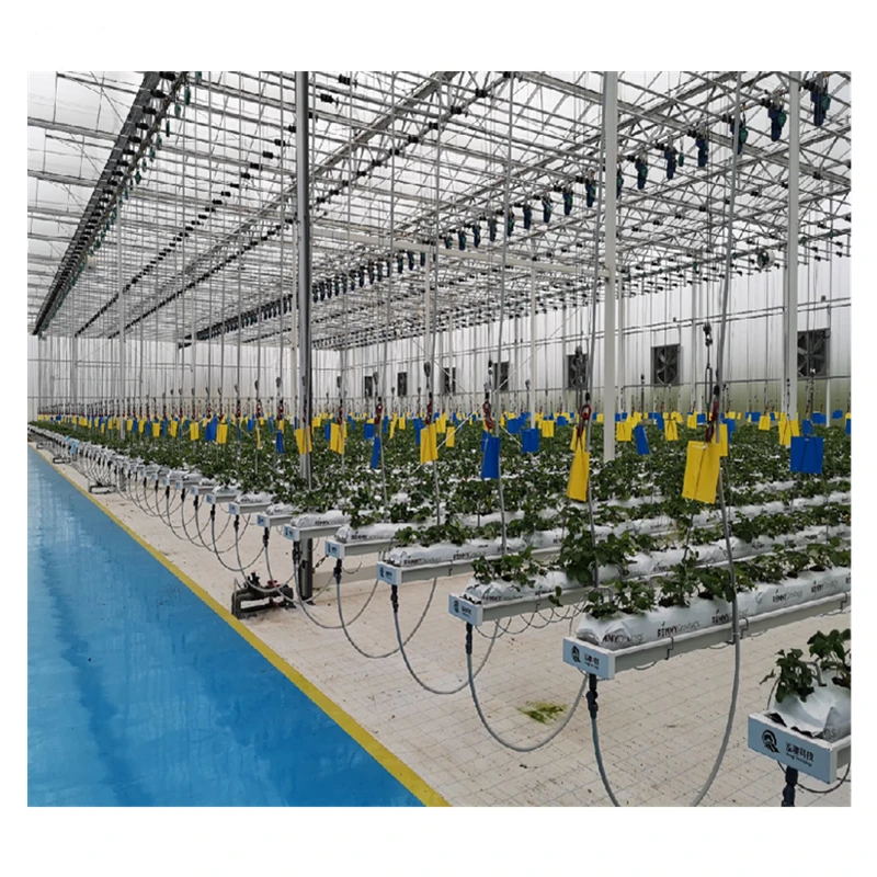 Strawberry/Lettuce/Flower/Herb Cultivation Systems in Greenhouse Hydroponics Farm Agriculture