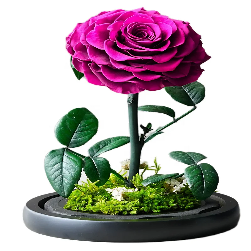Kaiser`s Perflower Wholesale Little Prince Dried Flower Immortal Fleur Stabilized Eternal Preserved Forever Rose in Glass Dome