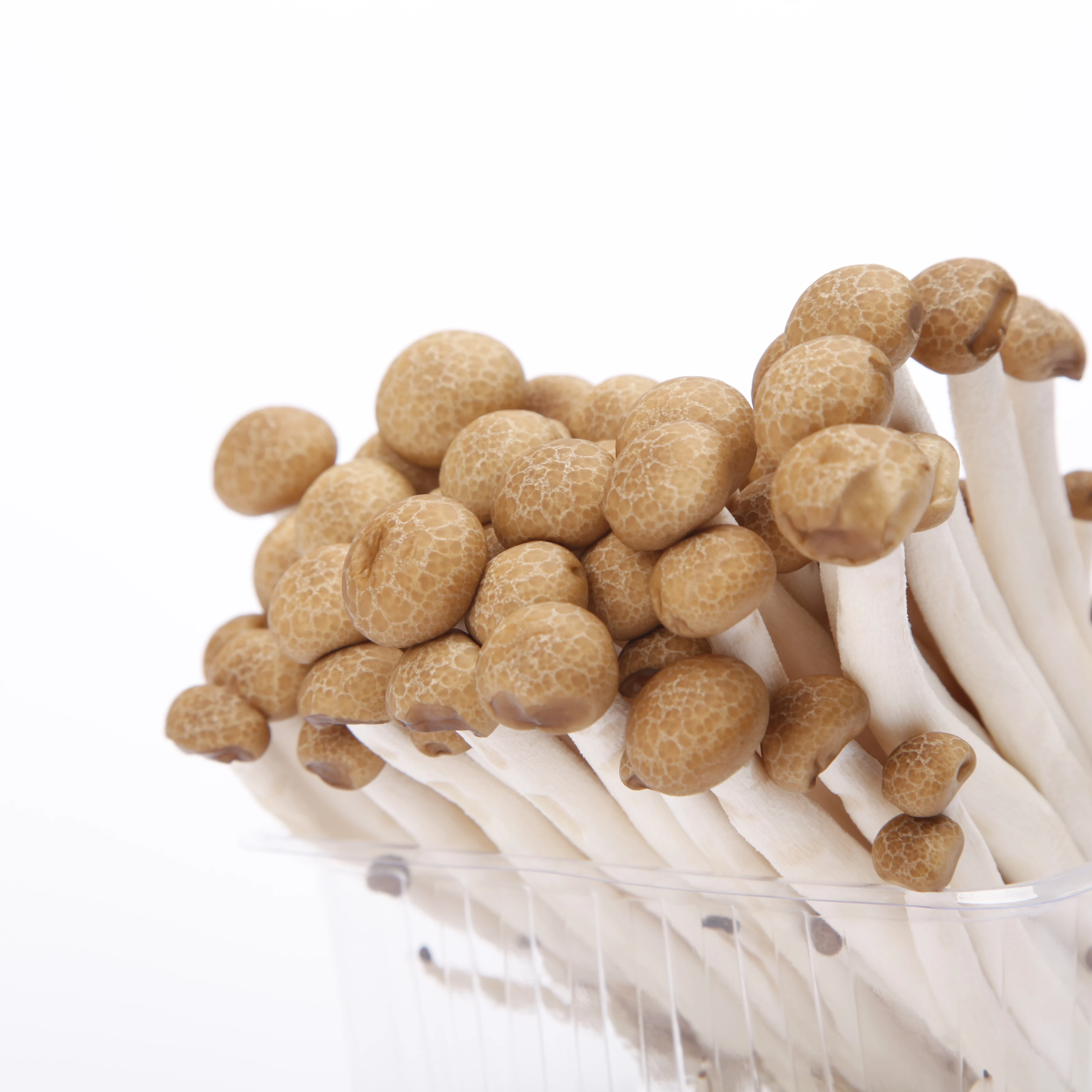 DETAN Chinese Factory Growing Exotic Fresh Brown Beech Shimeji Mushroom