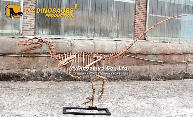 MY DINO Garden Decor Prehistoric Raptor Dinosaur Skeleton Model
