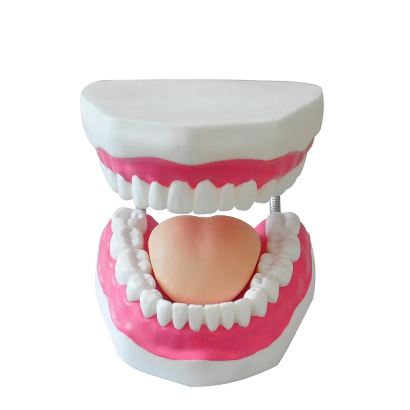 OEM oral model dental anatomy dental preparation exercise removable for teaching