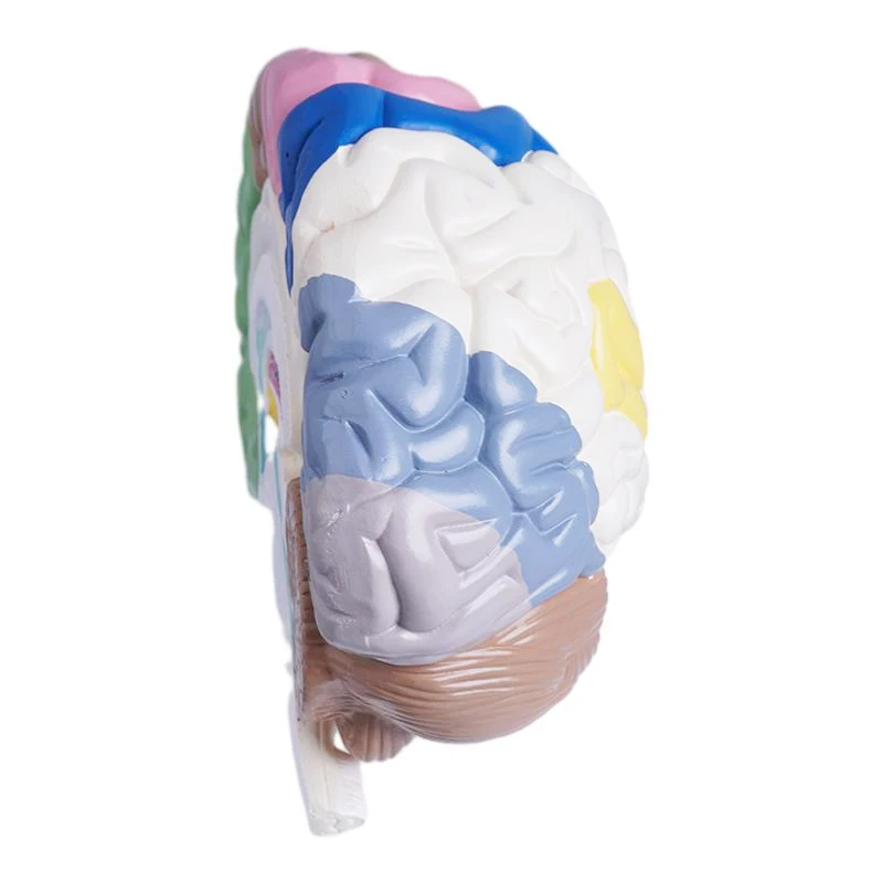 human skeleton Anatomical model Medical gift display of human body color right hemisphere functional area brain model