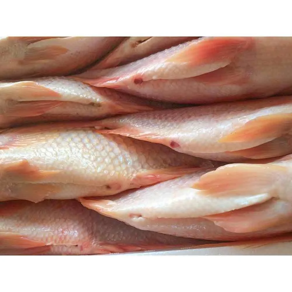 New Season China Frozen Red Tilapia 350-550g IQF Frozen Fish Gutted Scaled Red Tilapia