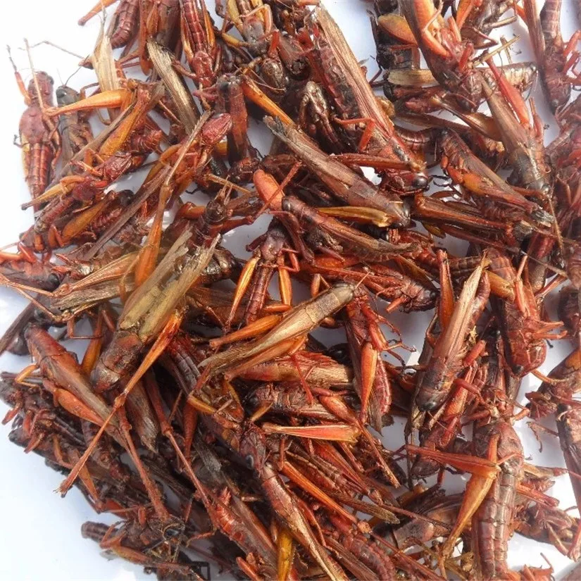 
Factory Sell organic pet bird food dried grasshopper dried cricket 