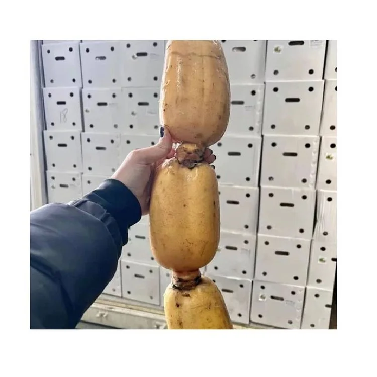 Коммерческие ингредиенты свежая секция корня лотоса холодная смесь нарезанный кубиками корень