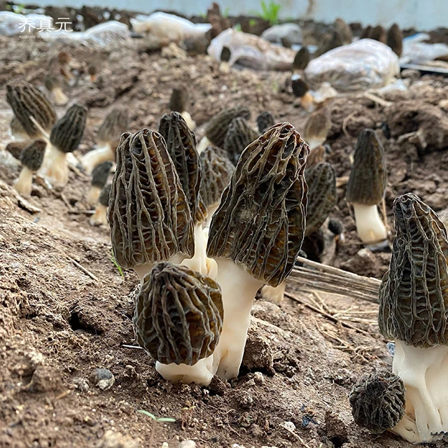 Preferred Price Morels High Quality Mushrooms Dried Morels Mushroom Dried Mushrooms for Soup Food Dried ODM OEM