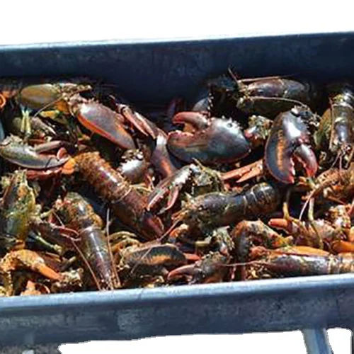 Live Canadian Lobsters Frozen Box Style Packaging