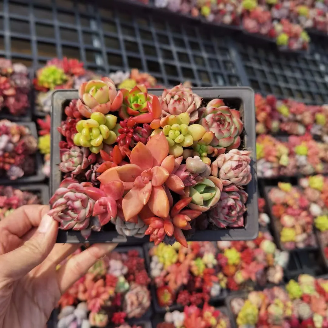 
Succulent wholesale natural plant succulent pot Korea Succulent Plants 